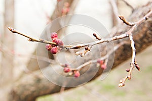 Blossoming of cherry flowers bud in spring time with green leaves,