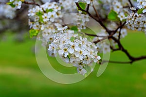Blossoming Cherry Prunus avium , Ukraine, Eastern Europe photo