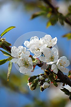 Blossoming cherry tree