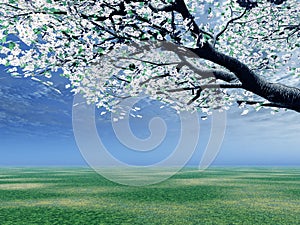 Blossoming cherry-tree photo