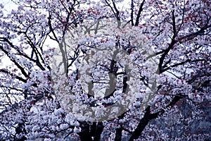 Blossoming cherry tree