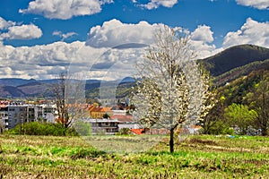 Blossoming cherry tree and Banska Bystrica town