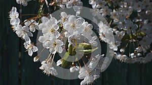 Blossoming cherry tree in the beautiful gentle sunlight