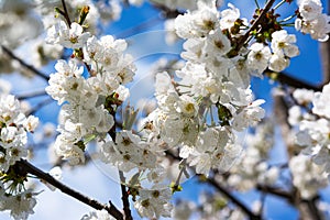 Blossoming cherry tree with beautiful white petals. Spring nature background