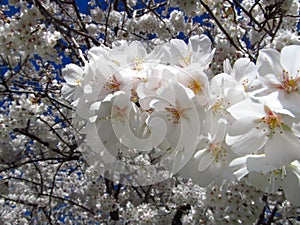 Blossoming Cherry Tree Blooms in Springtime