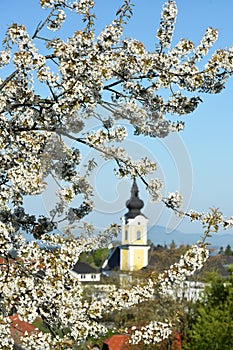 A blossoming cherry tree with a church in the background