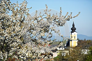 A blossoming cherry tree with a church in the background