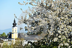 A blossoming cherry tree with a church in the background