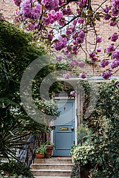 Blossoming Cherry Tree at Cozy London Doorway