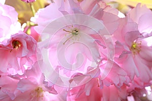 Blossoming Cherry Tree Flowers