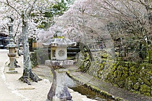 Blossoming cherry tree in Itsukushima Shrine