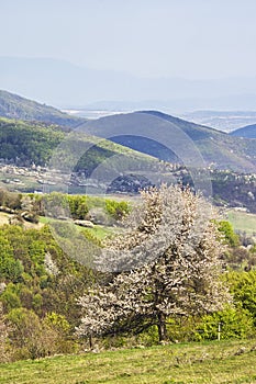 Rozkvitnutá čerešňa v Ostrožských vrchoch
