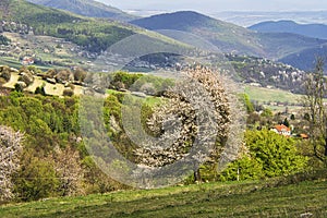 Blossoming cherry tree in Ostrozky mountains