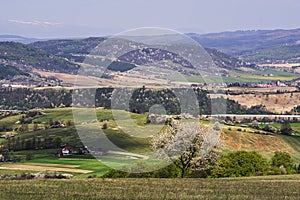 Blossoming cherry tree in Ostrozky mountains