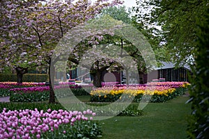 The blossoming cherry tree in the park