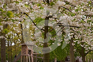The blossoming cherry tree in the park