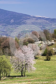 Blossoming cherry tree in Piest in Ostrozky mountains