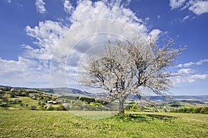 Blossoming cherry tree in Piest in Ostrozky mountains