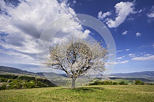 Blossoming cherry tree in Piest in Ostrozky mountains