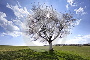 Blossoming cherry tree in Piest in Ostrozky mountains