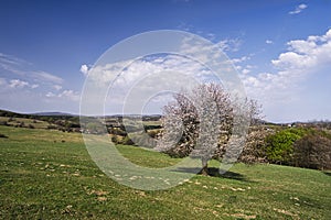 Blossoming cherry tree in Piest in Ostrozky mountains