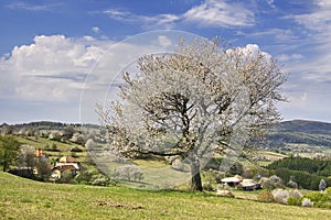 Blossoming cherry tree in Piest in Ostrozky mountains