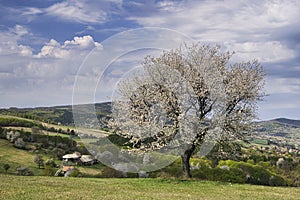 Blossoming cherry tree in Piest in Ostrozky mountains