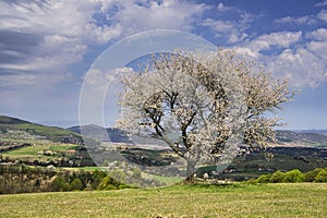 Blossoming cherry tree in Piest in Ostrozky mountains