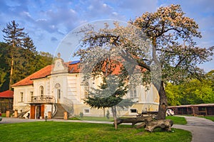 Blossoming cherry tree by Planinka hunting chateau during sunset