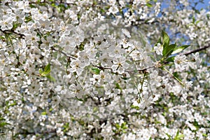 Blossoming cherry tree spring background. Beautiful springtime nature