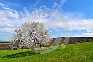 Blossoming cherry tree in spring nature landscape