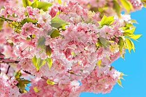 Blossoming cherry tree. Spring sakura flowers