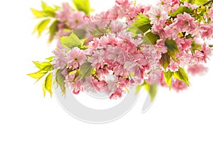 Blossoming of cherry tree. Spring sakura flowers over white