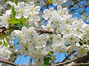 Blossoming cherry tree in springtime on the background of blue sky