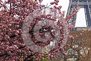 Blossoming cherry trees