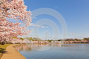 Blossoming cherry trees around Tidal Basin reservoir in Washington DC, USA