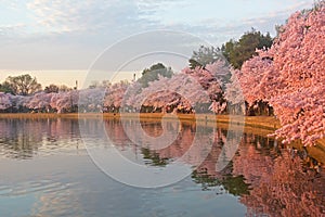 Blossoming cherry trees at dawn around Tidal Basin, Washington DC