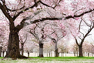 Blossoming cherry trees with dreamy feel