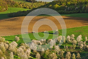 Rozkvetlé třešně a pole nad obcí Brdarka na jaře