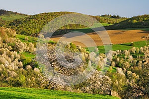 Rozkvetlé třešně a pole nad obcí Brdarka na jaře