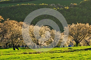 Rozkvetlé třešně a pole nad obcí Brdarka na jaře