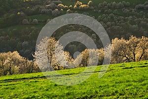 Rozkvetlé třešně a pole nad obcí Brdarka na jaře