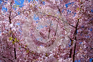 Blossoming cherry trees, Hillsboro, Oregon