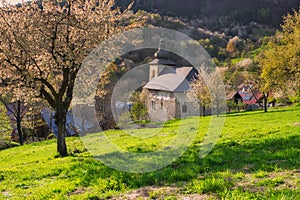 Church in Brdarka and blossoming cherry trees