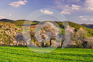 Rozkvitnuté čerešne nad obcou Brdarka počas jari