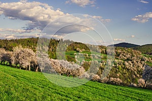 Rozkvetlé třešně nad obcí Brdarka na jaře