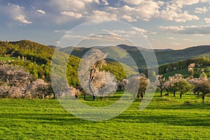 Blossoming cherry trees over Brdarka village during spring