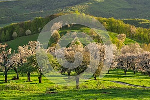 Blossoming cherry trees over Brdarka village during spring