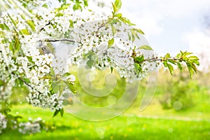 Blossoming of cherry trees. Spring flowers with sun rays