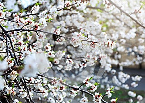 Blossoming cherry trees in spring. Sakura branches with sunlight. Nature